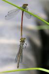 Pyrrhosoma nymphula