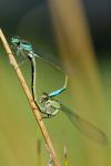 Ischnura elegans