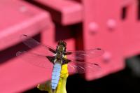 Libellula depressa