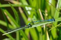 Coenagrion puella