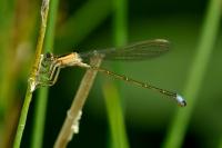 Ischnura elegans