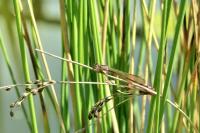 Ischnura elegans
