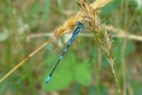 Coenagrion scitulum