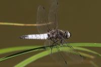 Libellula fulva