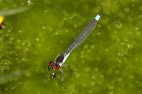 Erythromma najas