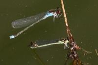 Erythromma najas