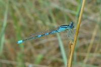 Coenagrion scitulum