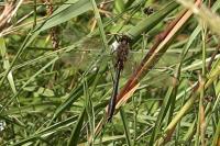 Cordulia aenea