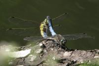 Orthetrum cancellatum