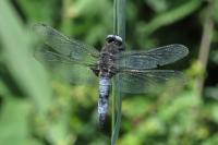 Libellula fulva