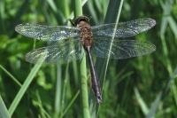 Cordulia aenea