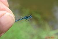Coenagrion mercuriale