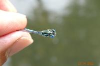 Erythromma lindenii