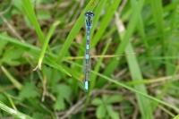 Coenagrion scitulum