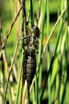 Anax imperator