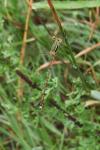 Lestes barbarus