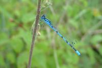Enallagma cyathigerum