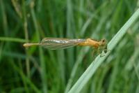 Ischnura pumilio