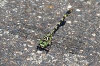 Onychogomphus forcipatus