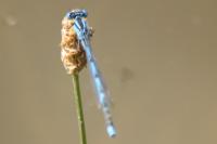 Erythromma lindenii
