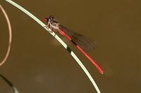 Ceriagrion tenellum