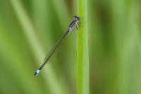 Ischnura elegans