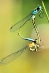 Ischnura elegans
