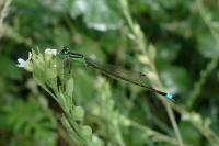 Ischnura elegans