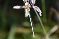 Platycnemis pennipes