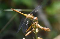 Sympetrum sanguineum