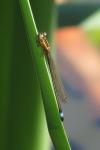 Ischnura elegans