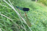 Calopteryx splendens