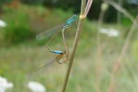 Ischnura elegans