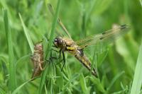 Libellula quadrimaculata