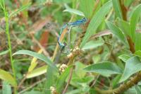 Enallagma cyathigerum