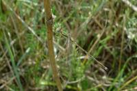 Lestes barbarus