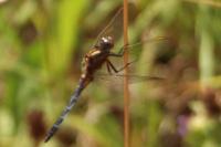 Orthetrum coerulescens