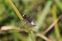 Libellula fulva