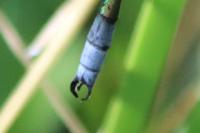 Lestes dryas