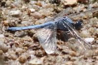 Orthetrum brunneum