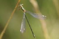 Chalcolestes viridis