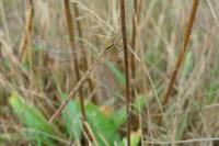 Lestes barbarus