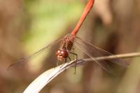 Sympetrum meridionale