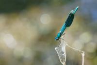 Calopteryx splendens