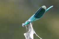 Calopteryx splendens
