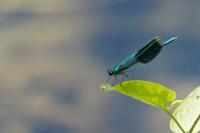 Calopteryx splendens