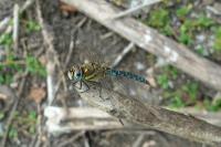 Aeshna mixta