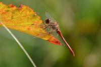 Sympetrum meridionale