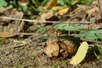Sympetrum striolatum