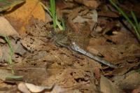 Sympetrum striolatum